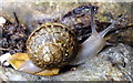 Garden Snail (Helix aspersa)