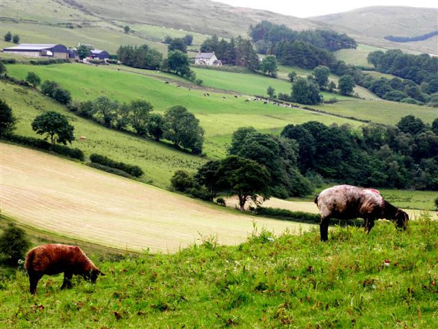 Two sheep, Meenacrane © Kenneth Allen cc-by-sa/2.0 :: Geograph Ireland