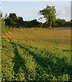 Newly planted vines, Denbies vineyard