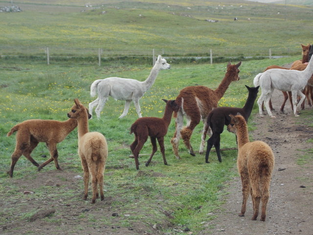 North Roe: alpacas