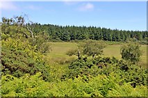 NR9766 : Forestry tops Cnocan a' Chorra by Alan Reid