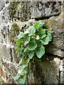 Mystery plant in footpath off Cragg Road