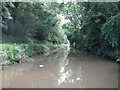 Ashby Canal: Reach near Mill Farm Park