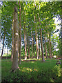 Wooded area at the Museum of Welsh Life, St Fagans