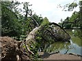 Fallen tree, Oakmere Park