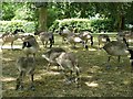 Gaggle of Canada Geese (Branta canadensis)