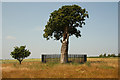 SJ8308 : The Royal Oak by Richard Croft