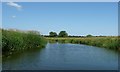 TQ8226 : River Rother, looking upstream by Christine Johnstone