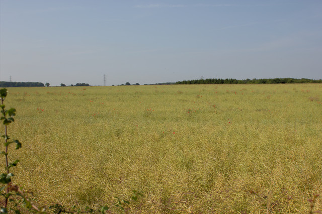 Field of Rape © Mark Anderson :: Geograph Britain and Ireland