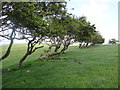 Windswept hawthorns on Bryn Golau