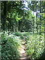 Footpath into France Firs