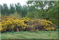 Flowering Gorse