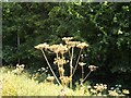 Dead umbellifers by the stream