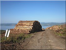 NR8574 : Stacked timber by Patrick Mackie