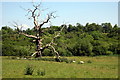 Dead oak by the Ouse Valley Way