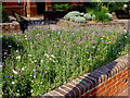 Mini wildflower meadow Lyndhurst