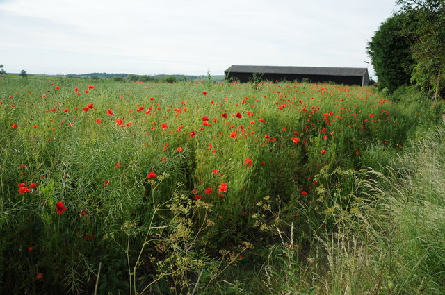 Poppies in an oil seed rape crop