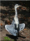 ST1880 : Grey Heron in spread-wing posture, Roath Park Lake, Cardiff by Robin Drayton
