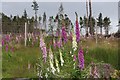 Foxglove and pine, Altnaharra Wood