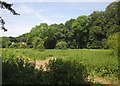 Avon flood plain below Hencliff Wood