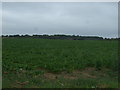 Crop field north of Branston