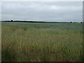 Crop field off Bloxholm Lane