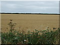 Crop field off Sleaford Road