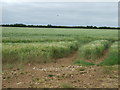 Crop field off Bloxholm Lane