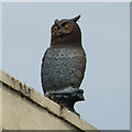 Owl on the roof