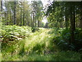 Ringwood Forest, forestry track