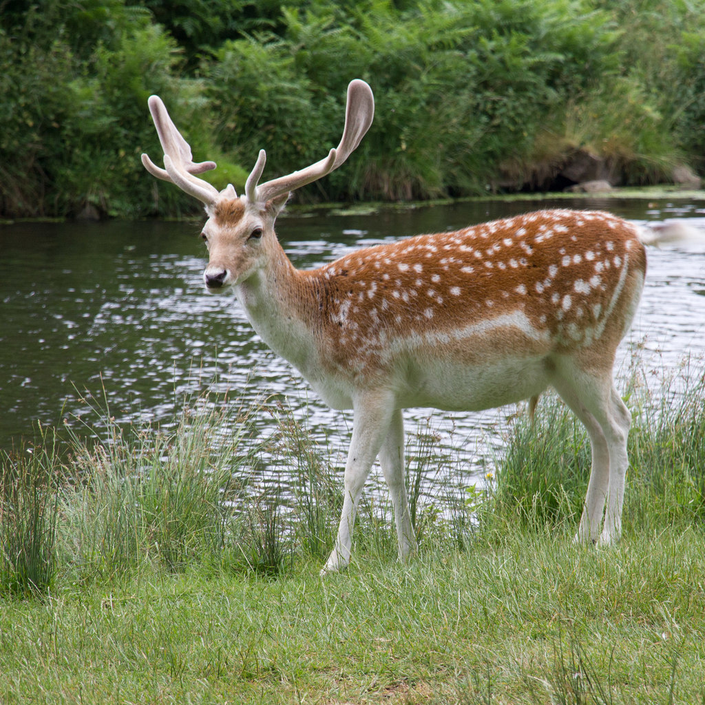 Fallow Deer Bradgate Park © David P Howard Cc By Sa20 Geograph