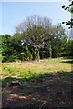 Hartlebury Common, near Stourport-on-Severn, Worcs