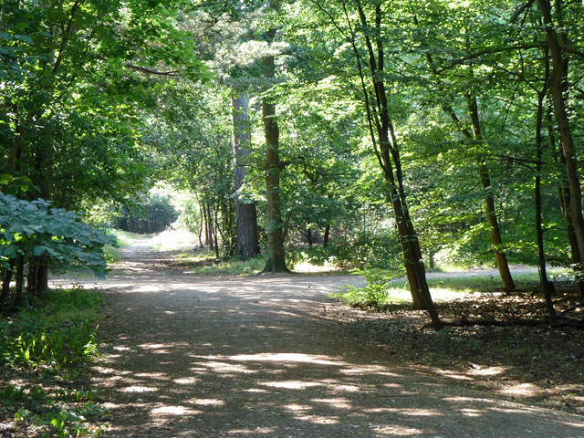 Woodland track in Black Park Country Park