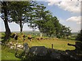 Enclosed field at Primm Cottage