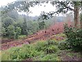 Felled area, Blairadam Forest