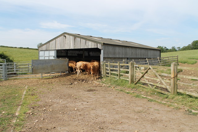 Barn with Cows © J.Hannan-Briggs cc-by-sa/2.0 :: Geograph Britain and ...