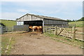 Barn with Cows