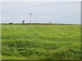 Barley, West Cullerlie