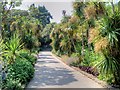 SZ5476 : Palms, Ventnor Botanic Garden by David Dixon