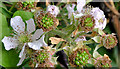 J3370 : Bramble flowers and blackberries, Belfast by Albert Bridge