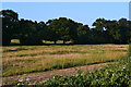 Field beside B2177 near Marwell