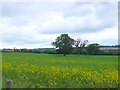 Fields at St Denis Farm