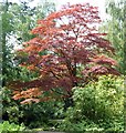 Japanese Maple (Acer palmatum), Parkfield