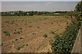 Potatoes near Landulph