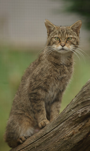 Watching The Wildcat Talk © Peter Trimming Cc-by-sa 2.0 :: Geograph 