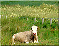 J4453 : Cow near Crossgar by Albert Bridge