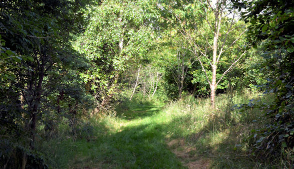 Glasswater Wood, Crossgar (2013-2) © Albert Bridge :: Geograph Britain ...