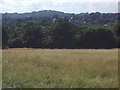 Harrow on the Hill from Fryent Country Park