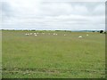 Sheared sheep grazing on the edge of Dymchurch