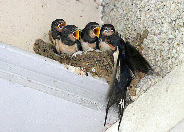 A swallows nest at St Andrews